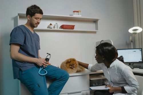 Equipa veterinária a cuidar de um cão