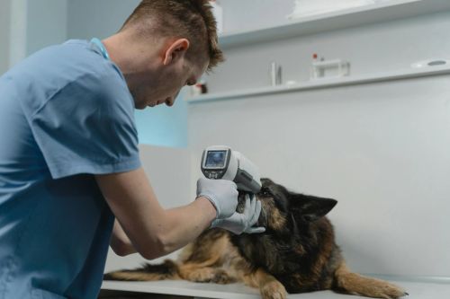 Veterinário a examinar um cão na clínica