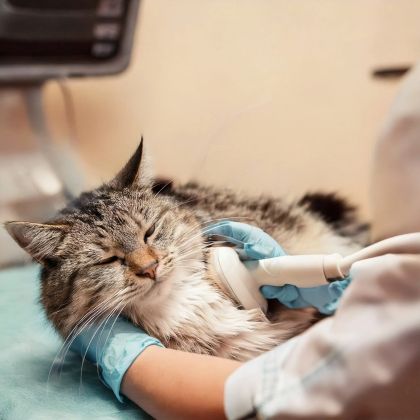 Gato a ser examinado por uma equipa veterinária